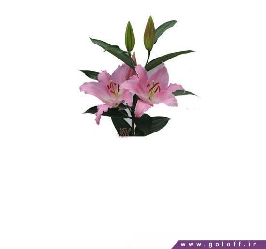 سفارش گل آنلاین - گل لیلیوم اورینتال میبل - Lilium Oriental | گل آف
